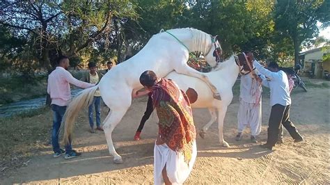 Mujer follando caballo. Things To Know About Mujer follando caballo. 